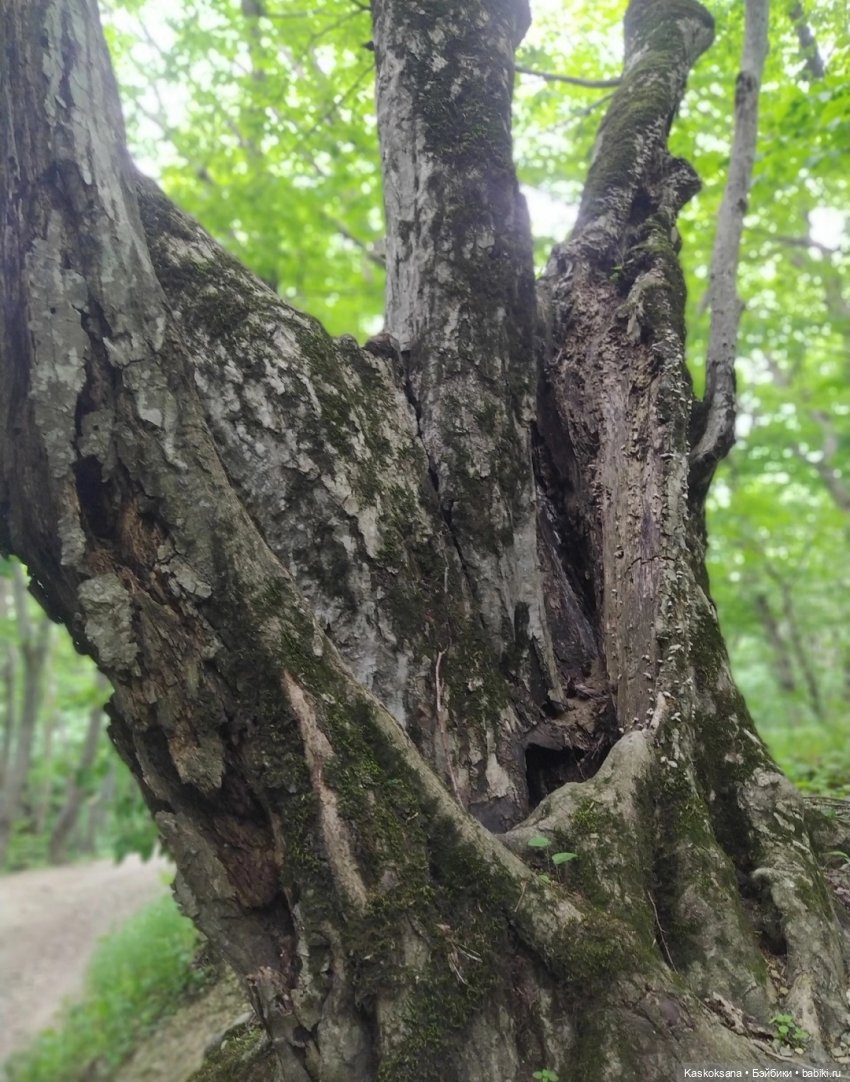 Лукоморье. Флешмоб волшебных