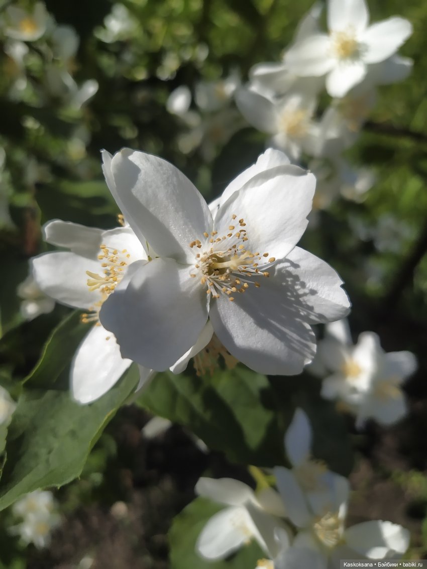 Лукоморье. Флешмоб волшебных