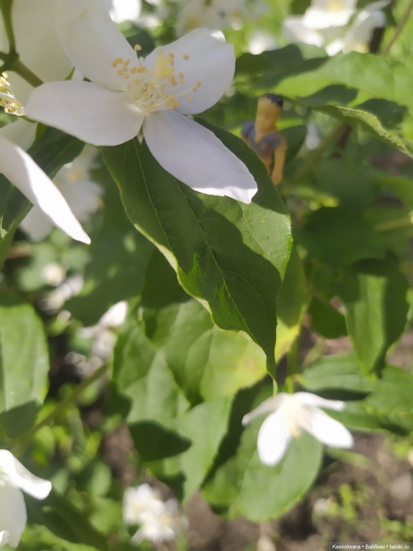 Лукоморье. Флешмоб волшебных