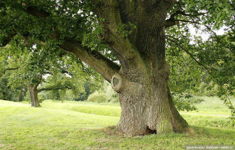 Лукоморье. Флешмоб волшебных