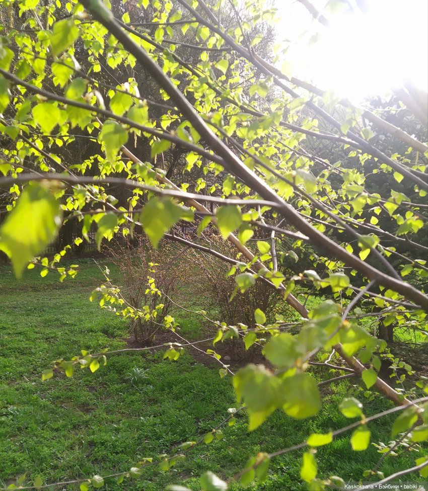 Лукоморье. Флешмоб волшебных