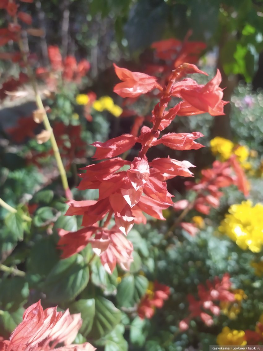 Анонс: осенний флешмоб — Кукольные флешмобы: Эстафеты (фото 6)