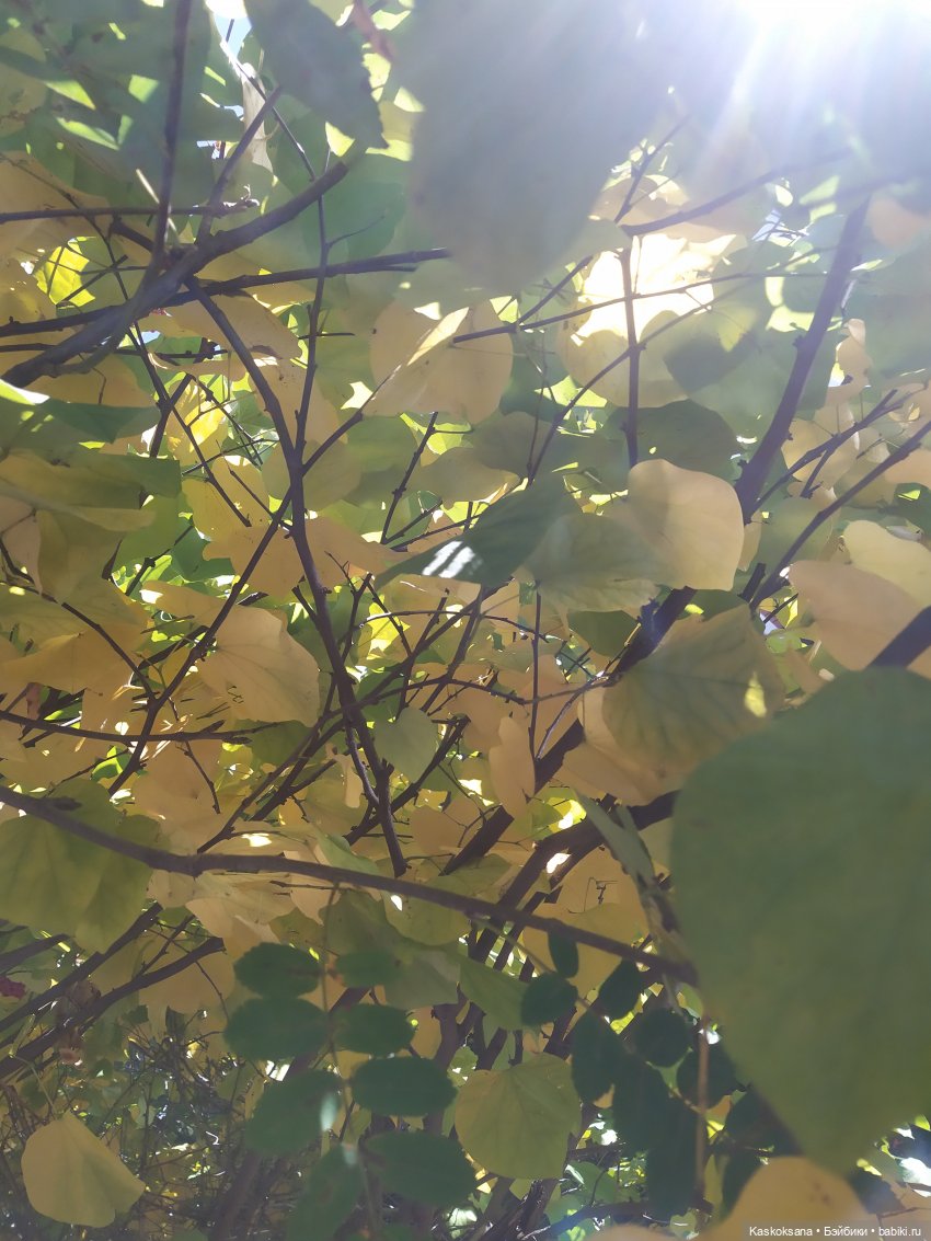 Анонс: осенний флешмоб — Кукольные флешмобы: Эстафеты (фото 7)