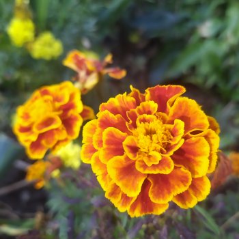 Осенний флешмоб