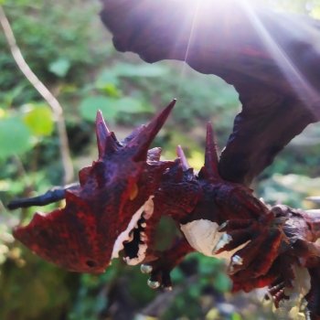 Где живут драконы