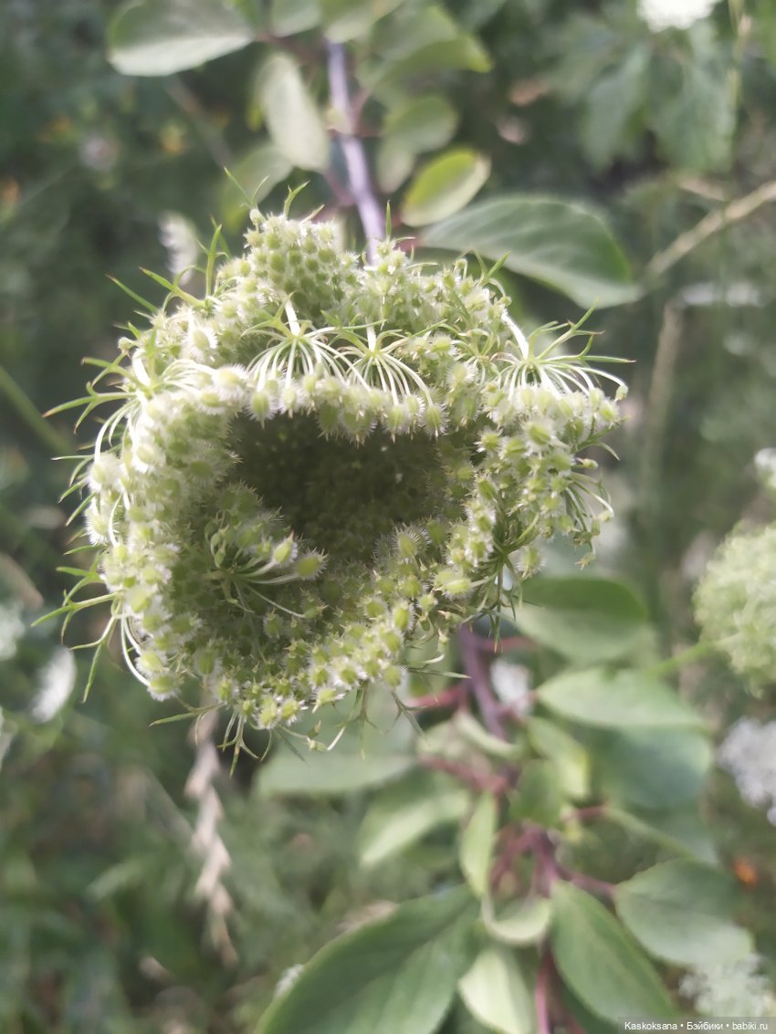 Росава. Роса Иванова — Гибриды шарнирных кукол (не БЖД): подбор тела