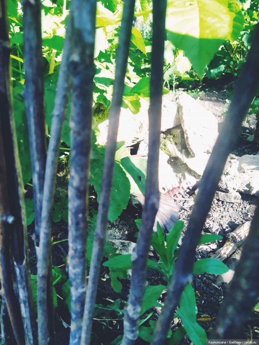 Августфест: О.Громыко "Профессия - ведьма". Драконология. Часть первая (фото 2)