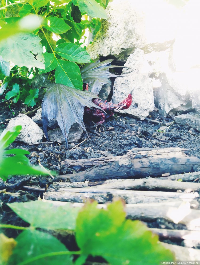 Августфест: О.Громыко "Профессия - ведьма". Драконология. Часть первая (фото 4)