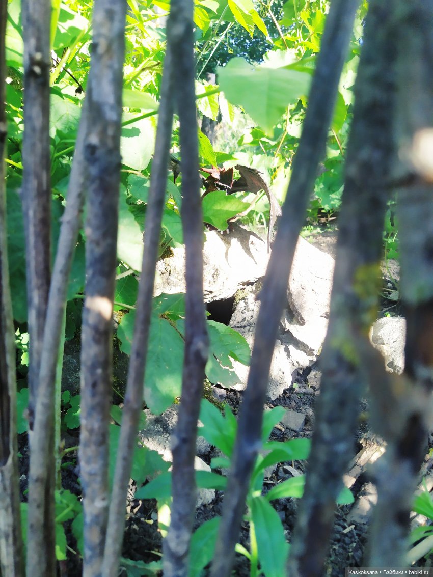 Августфест: О.Громыко "Профессия - ведьма". Драконология. Часть первая