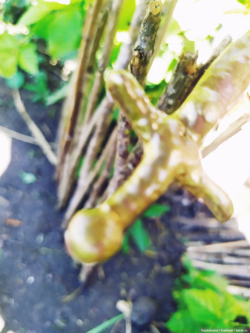 Августфест. Профессия - ведьма. Драконология. Часть вторая