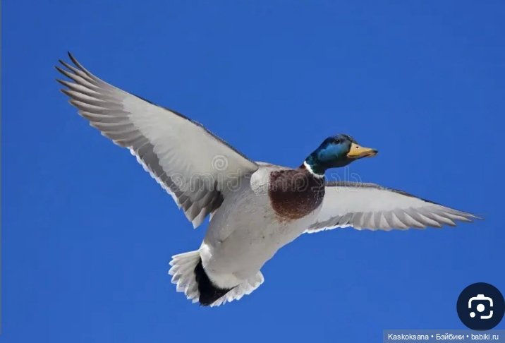 Августфест. Профессия - ведьма. Драконология. Часть вторая