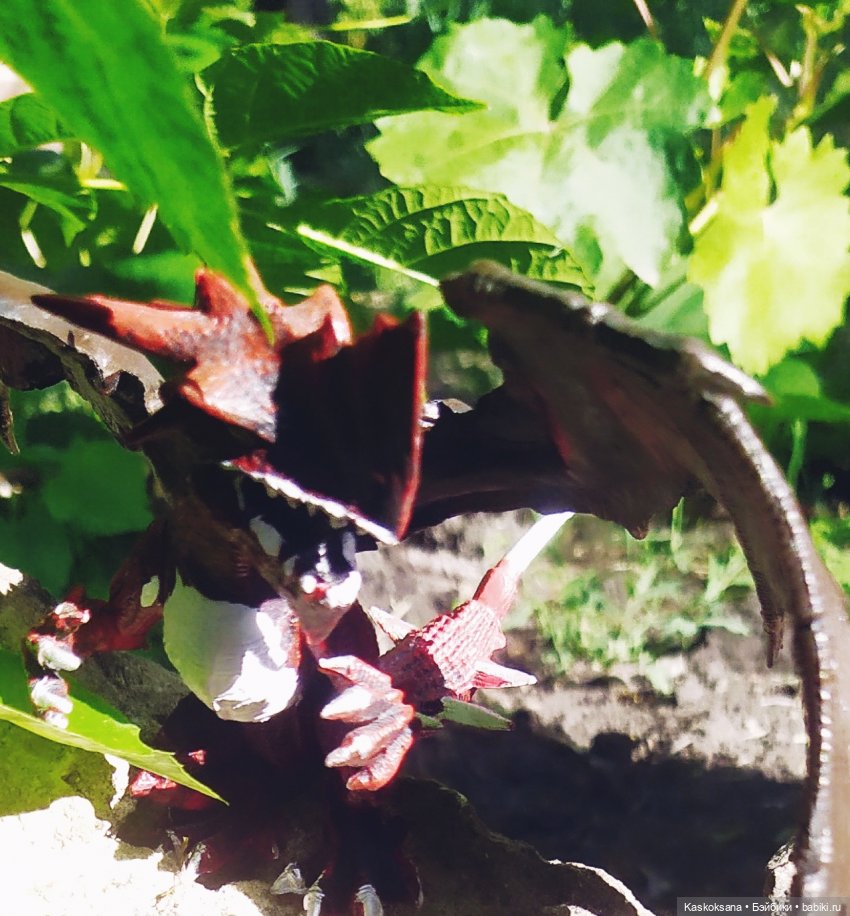 Августфест. Профессия - ведьма. Драконология. Часть вторая