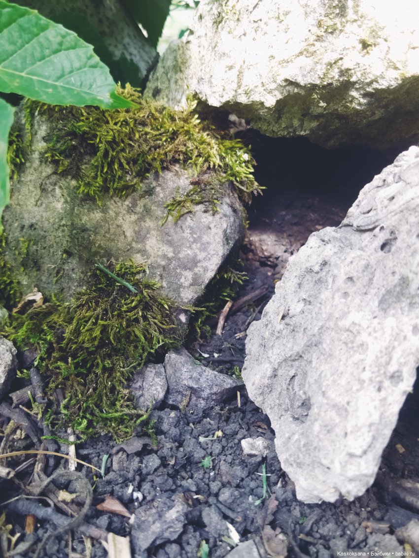 Августфест: О.Громыко "Профессия - ведьма". Драконология. Часть первая