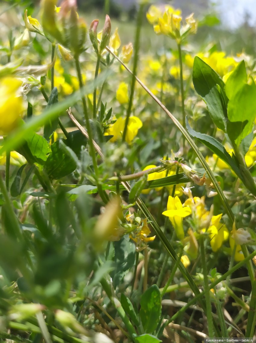 Августфест. Ой при лужку, при лужке (фото 9)