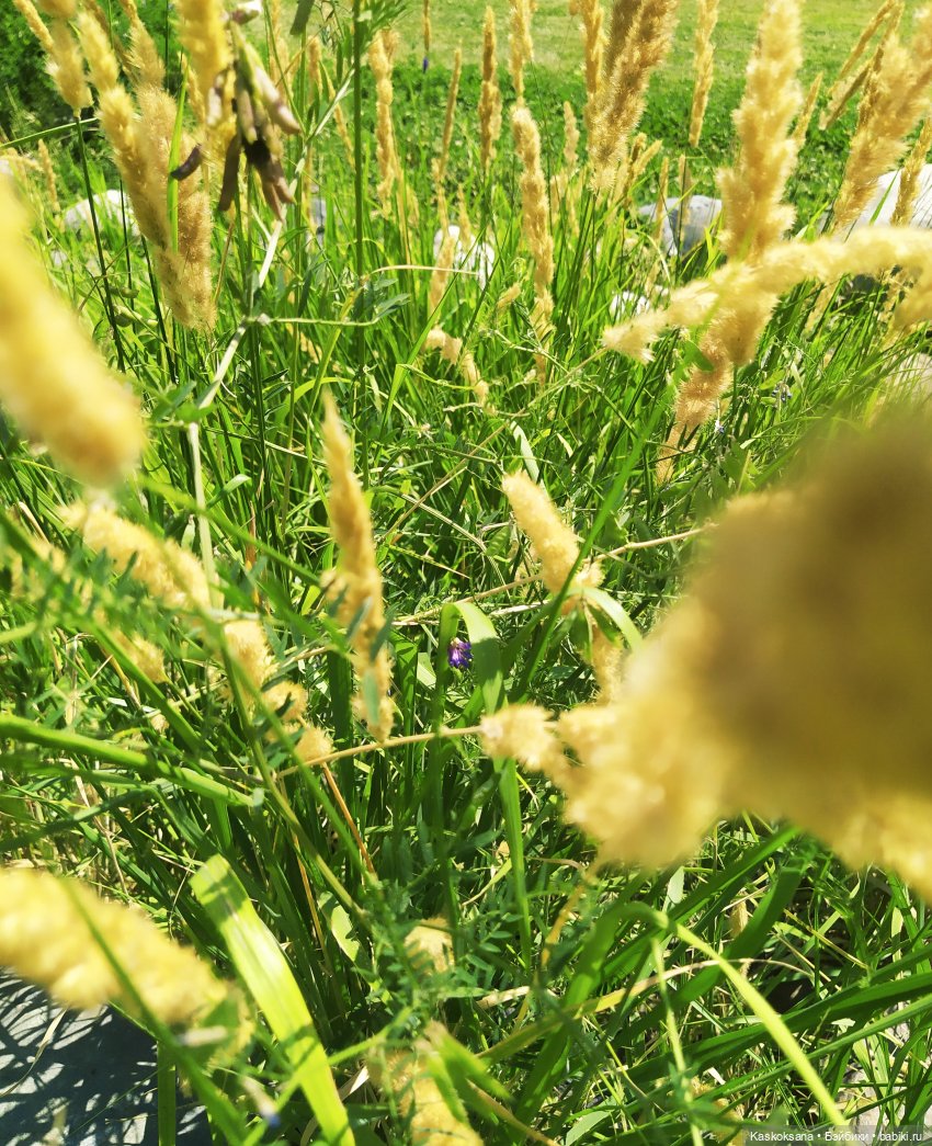 Августфест. Ой при лужку, при лужке (фото 2)