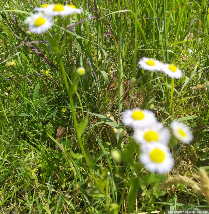 Августфест. Ой при лужку, при лужке (фото 6)