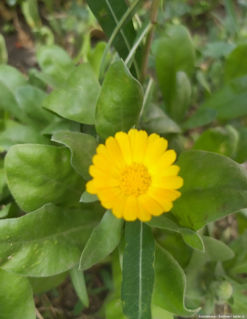 Августфест. Ой при лужку, при лужке