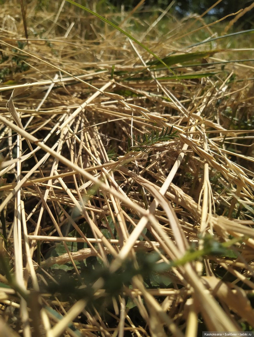 Августфест. Ой при лужку, при лужке