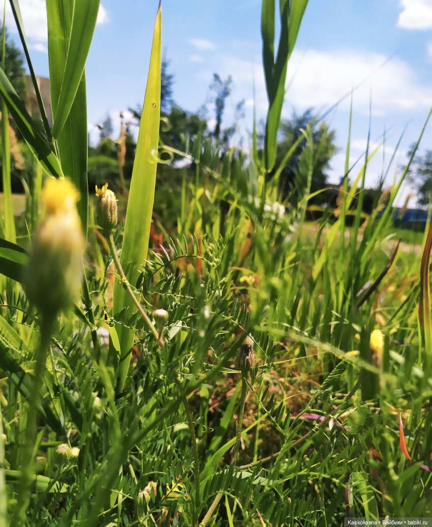 Августфест. Ой при лужку, при лужке (фото 5)
