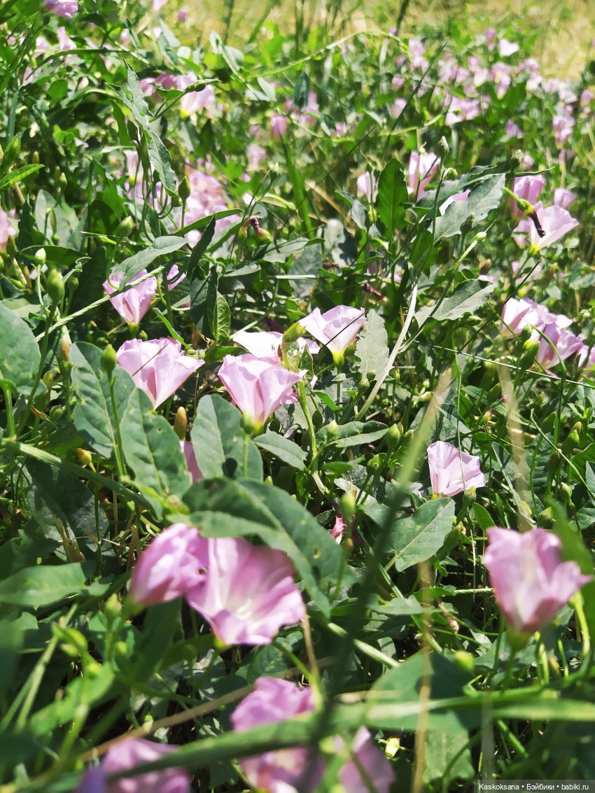 Августфест. Ой при лужку, при лужке