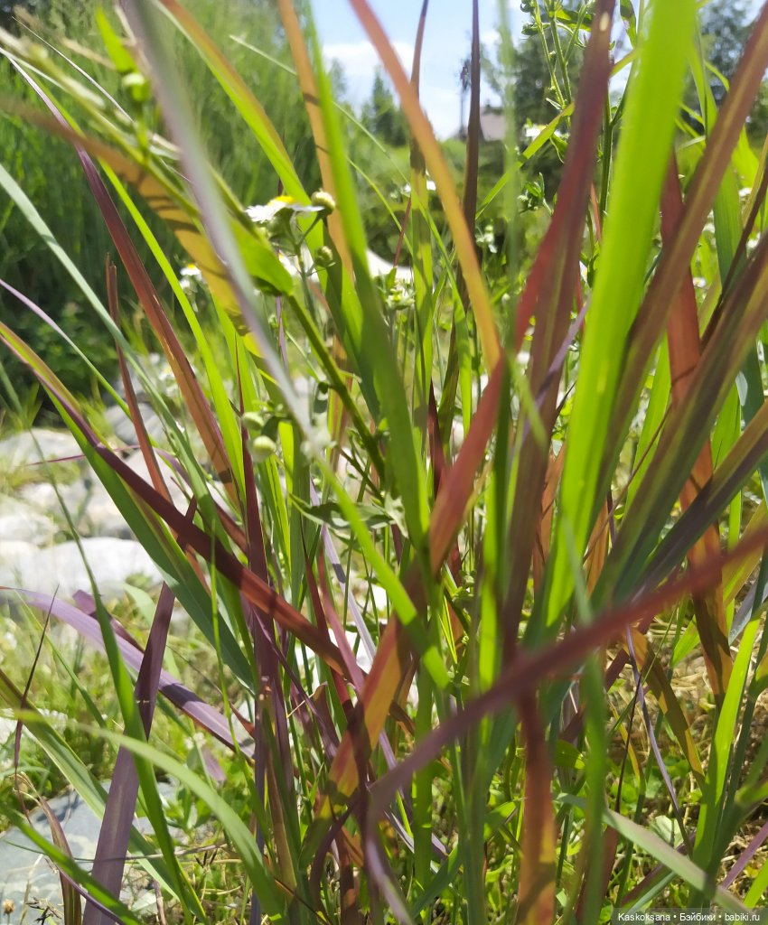 Августфест. Ой при лужку, при лужке