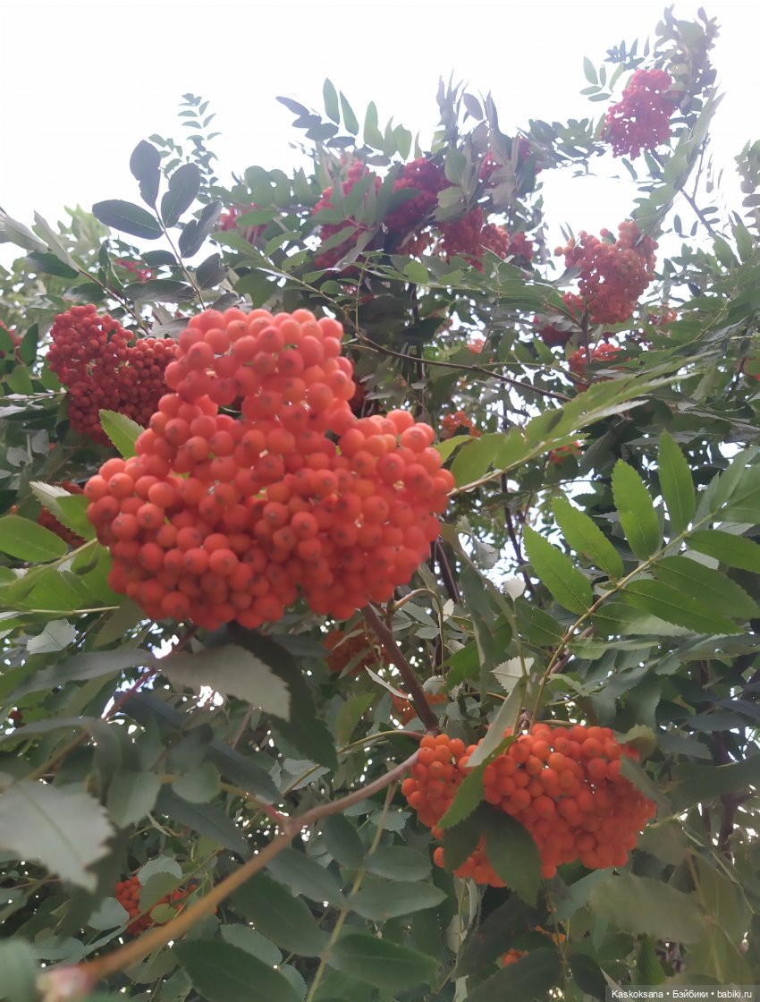 Августфест. Ой при лужку, при лужке