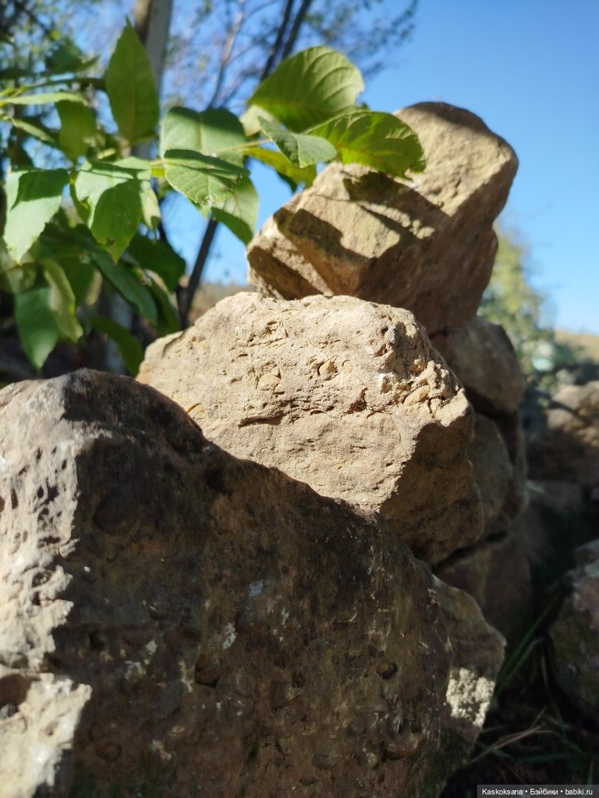 Хитрый Рыжик, он же - Рыж