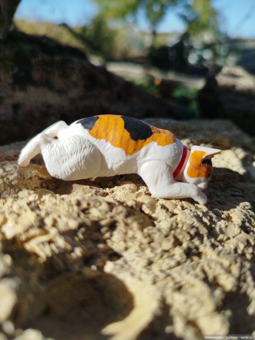 Хитрый Рыжик, он же - Рыж (фото 8)