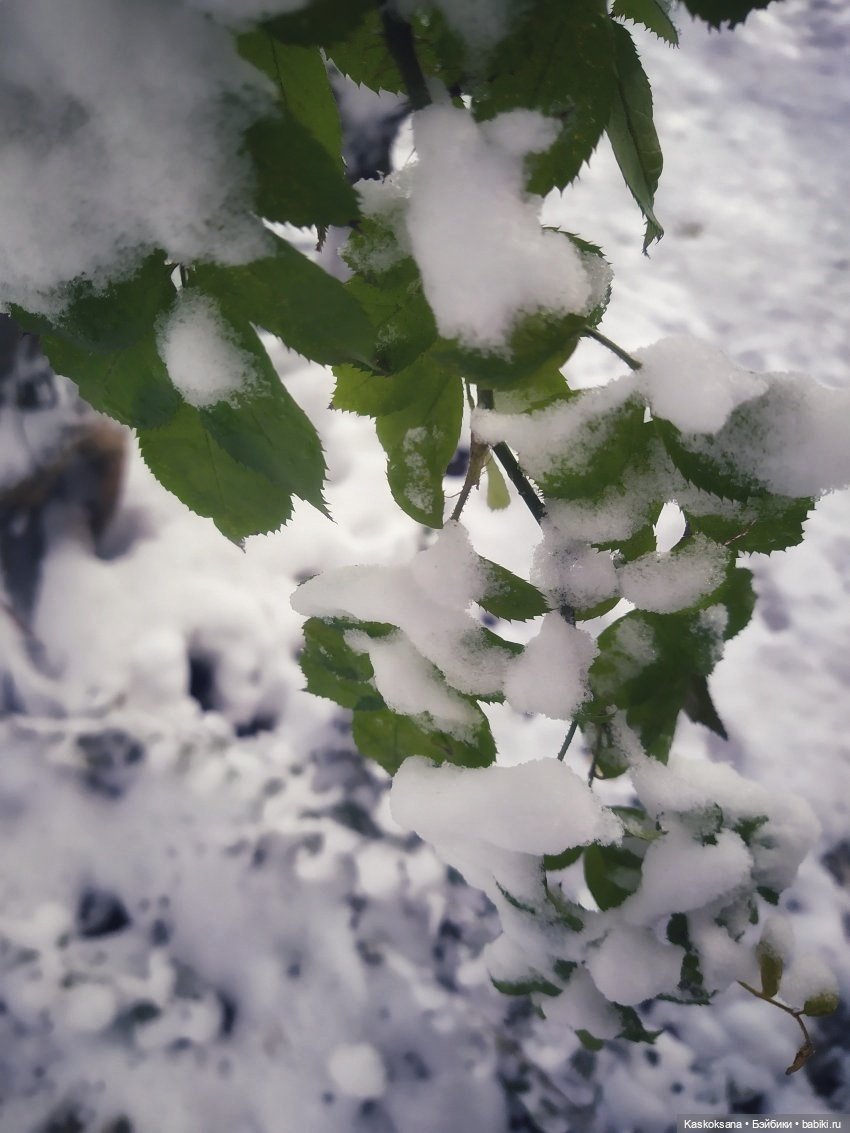 Новогодняя телепрограмма. Шире круг. "Снег кружится"