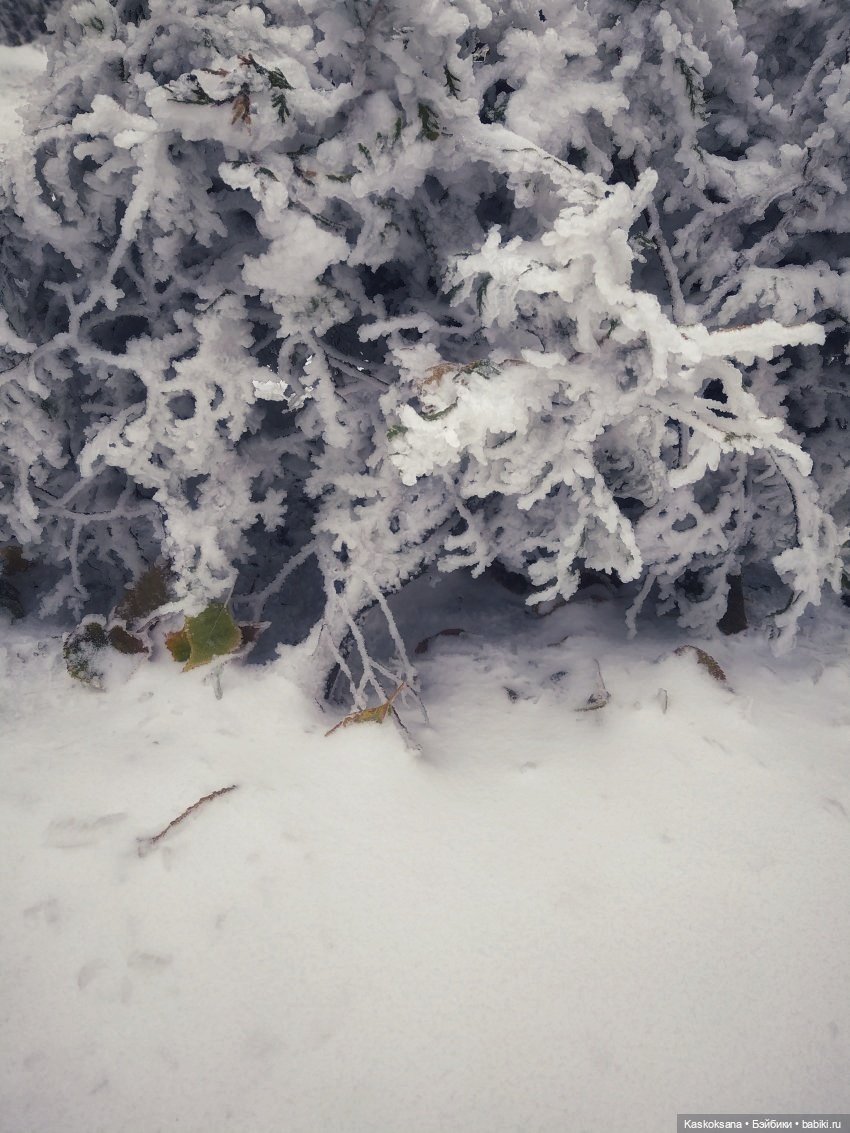 Новогодняя телепрограмма. Шире круг. "Снег кружится" (фото 6)