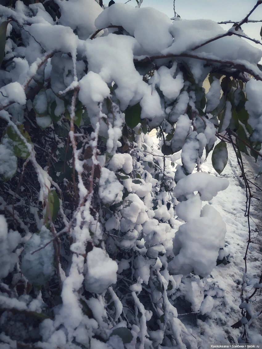 Новогодняя телепрограмма. Шире круг. "Снег кружится"