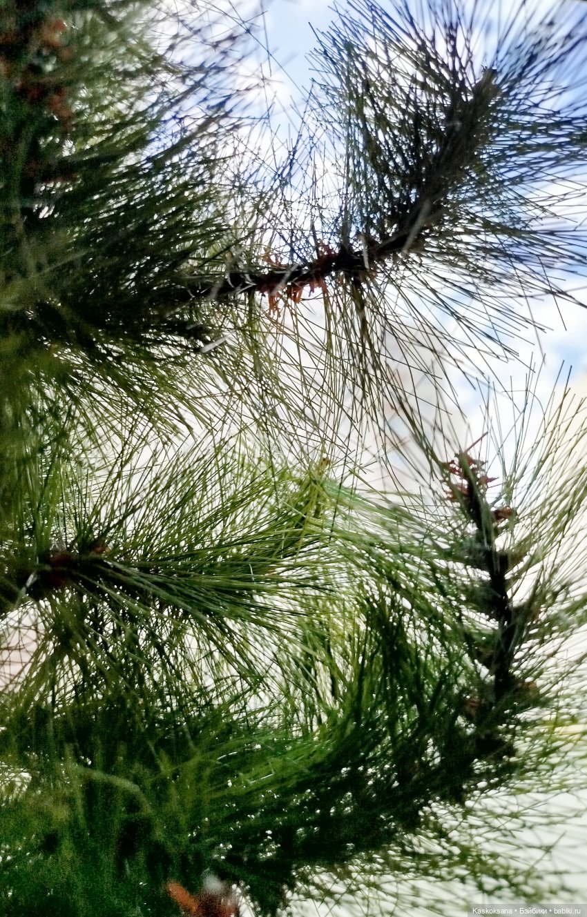 Из тьмы веков. Часть 2 Язычники Серия 7 Радость