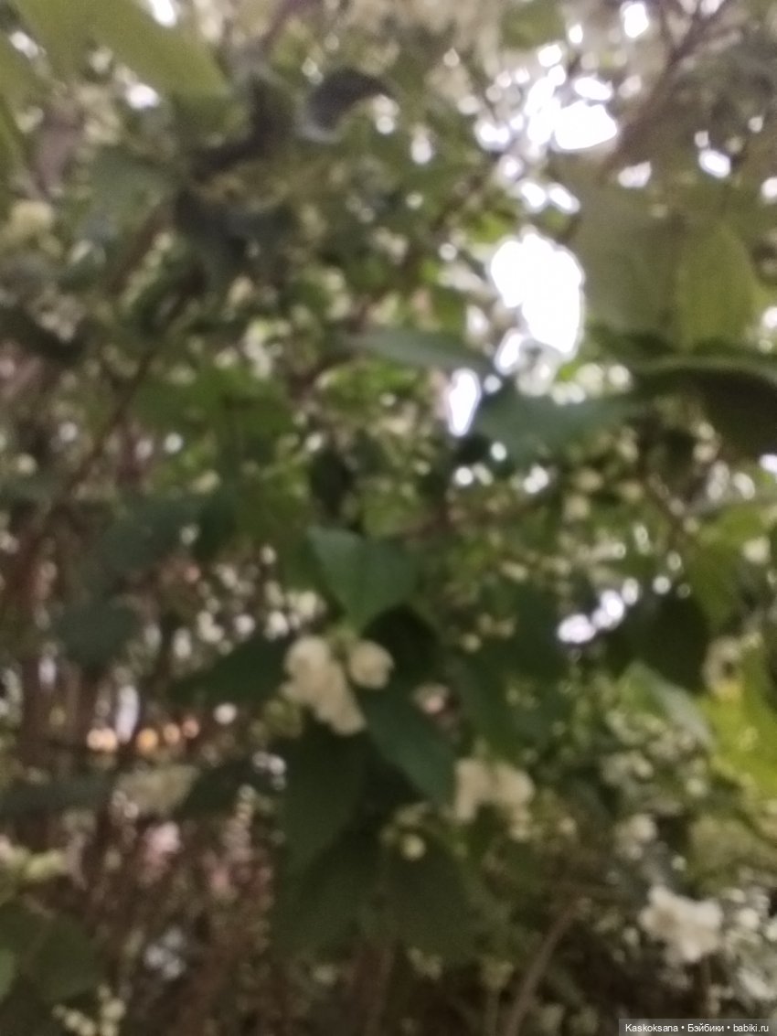 Врата Лета: праздник всех волшебных. Анонс