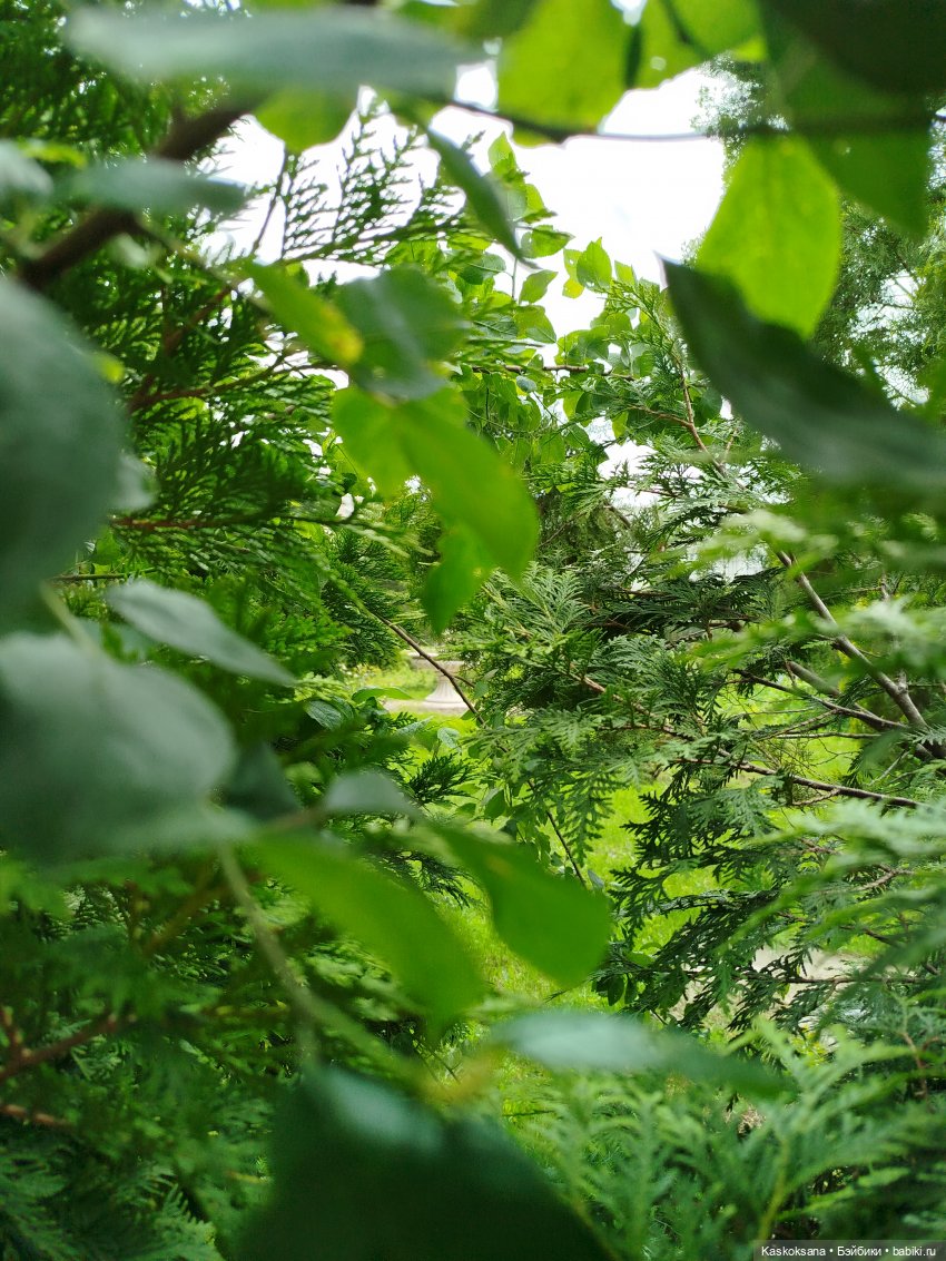 Врата Лета: праздник всех волшебных. Анонс