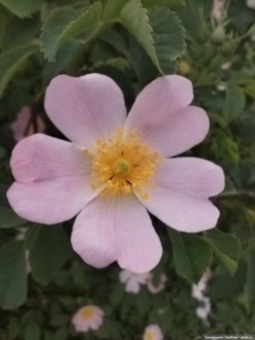 Врата Лета: праздник всех волшебных. Анонс