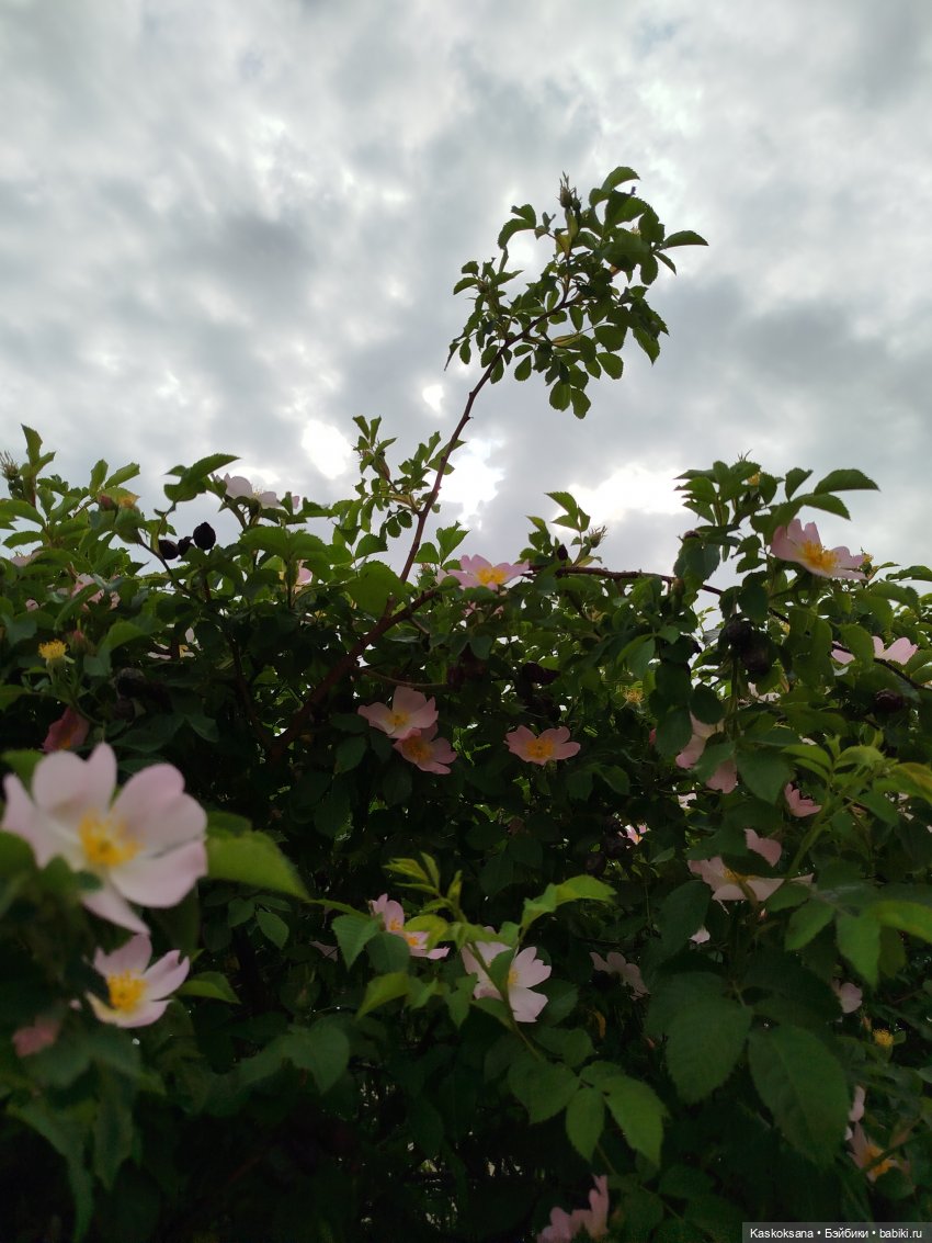 Врата Лета: праздник всех волшебных. Анонс (фото 7)