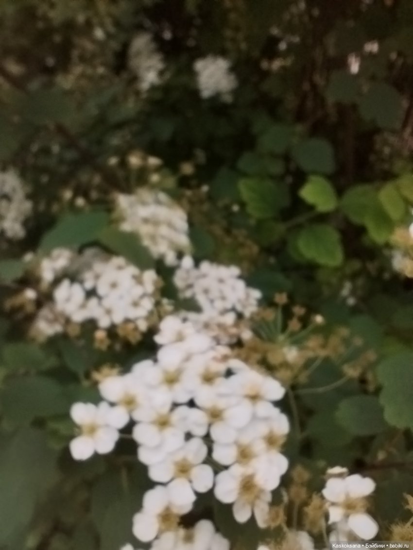 Врата Лета: праздник всех волшебных. Анонс