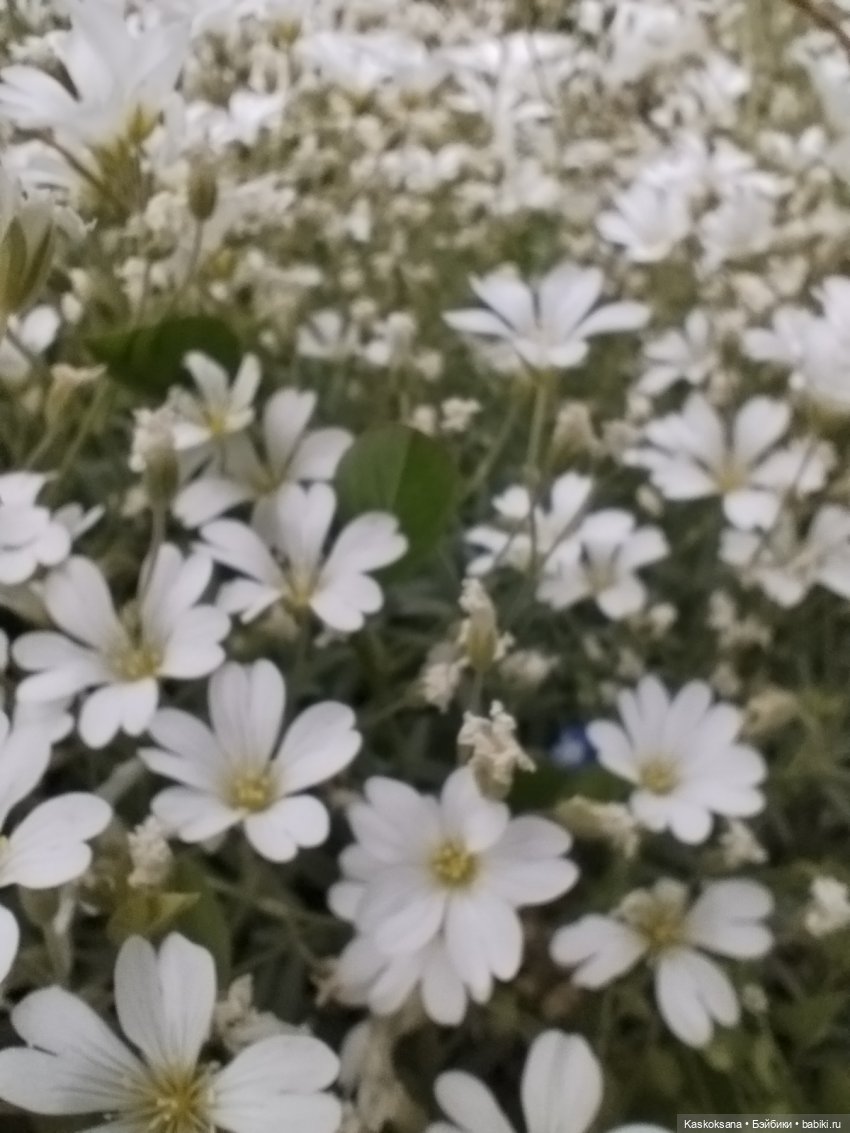 Врата Лета: праздник всех волшебных. Анонс (фото 8)