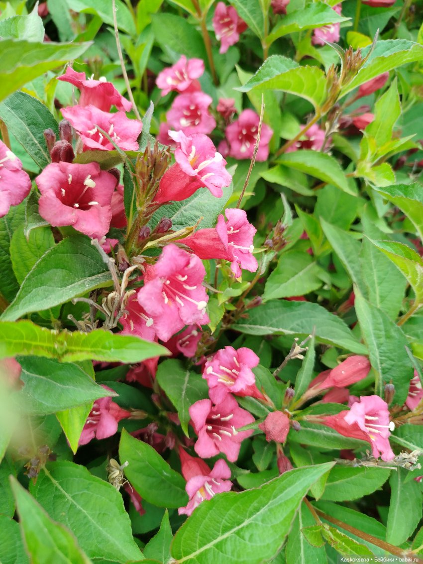 Врата Лета: праздник всех волшебных. Анонс (фото 9)
