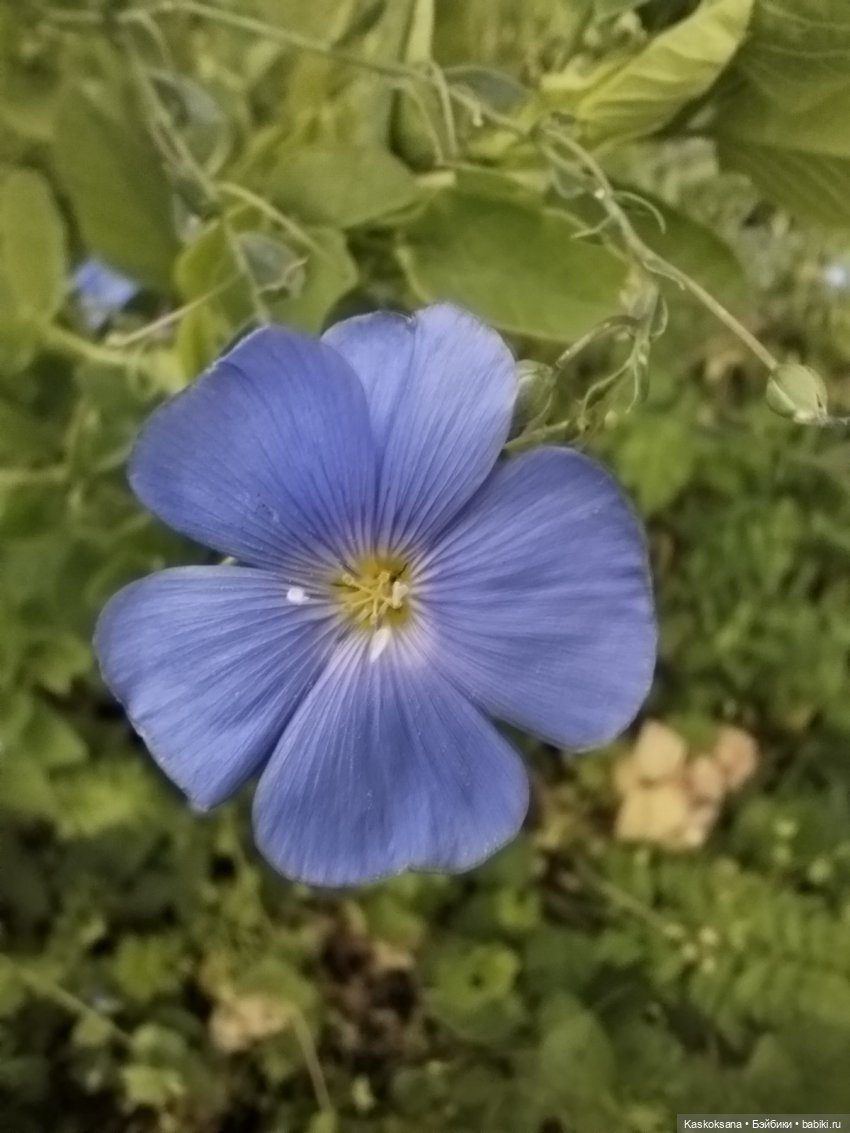 Врата Лета: праздник всех волшебных. Анонс