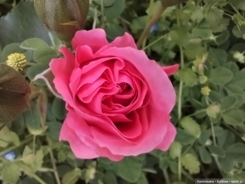 Врата Лета: праздник всех волшебных. Анонс