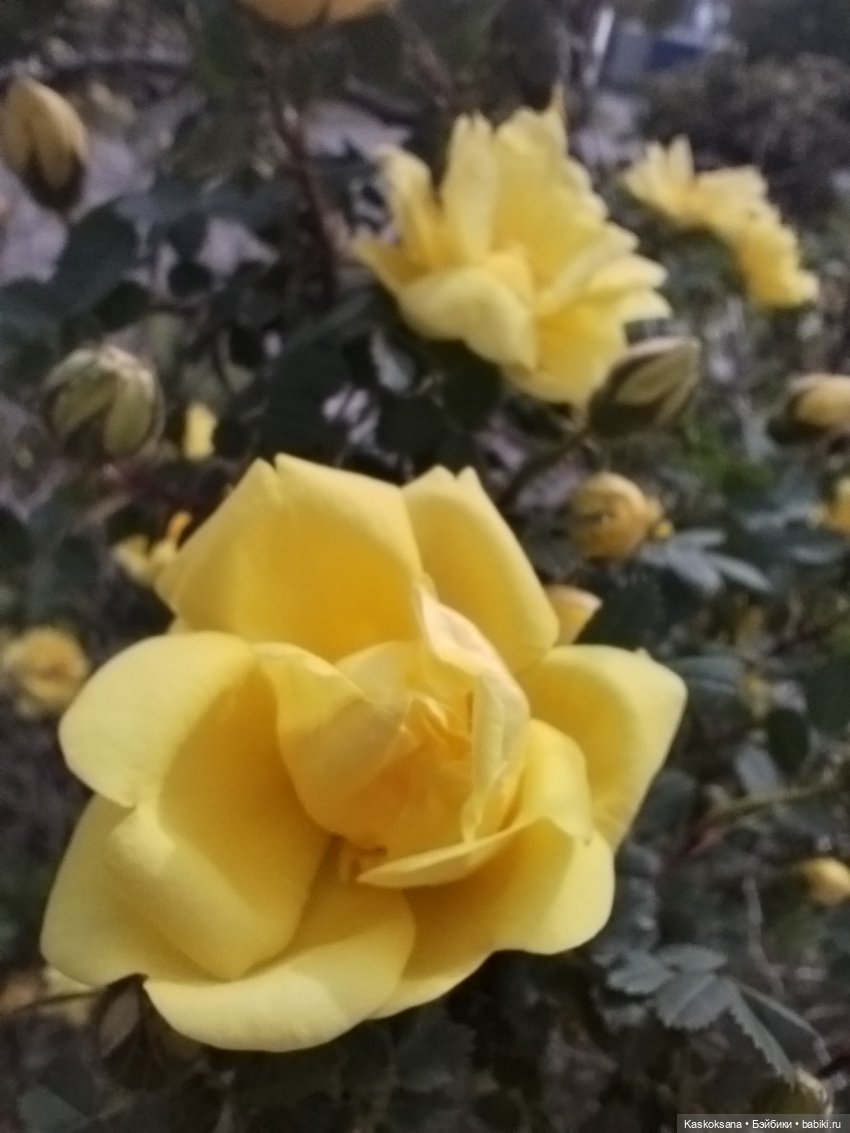 Врата Лета: праздник всех волшебных. Анонс