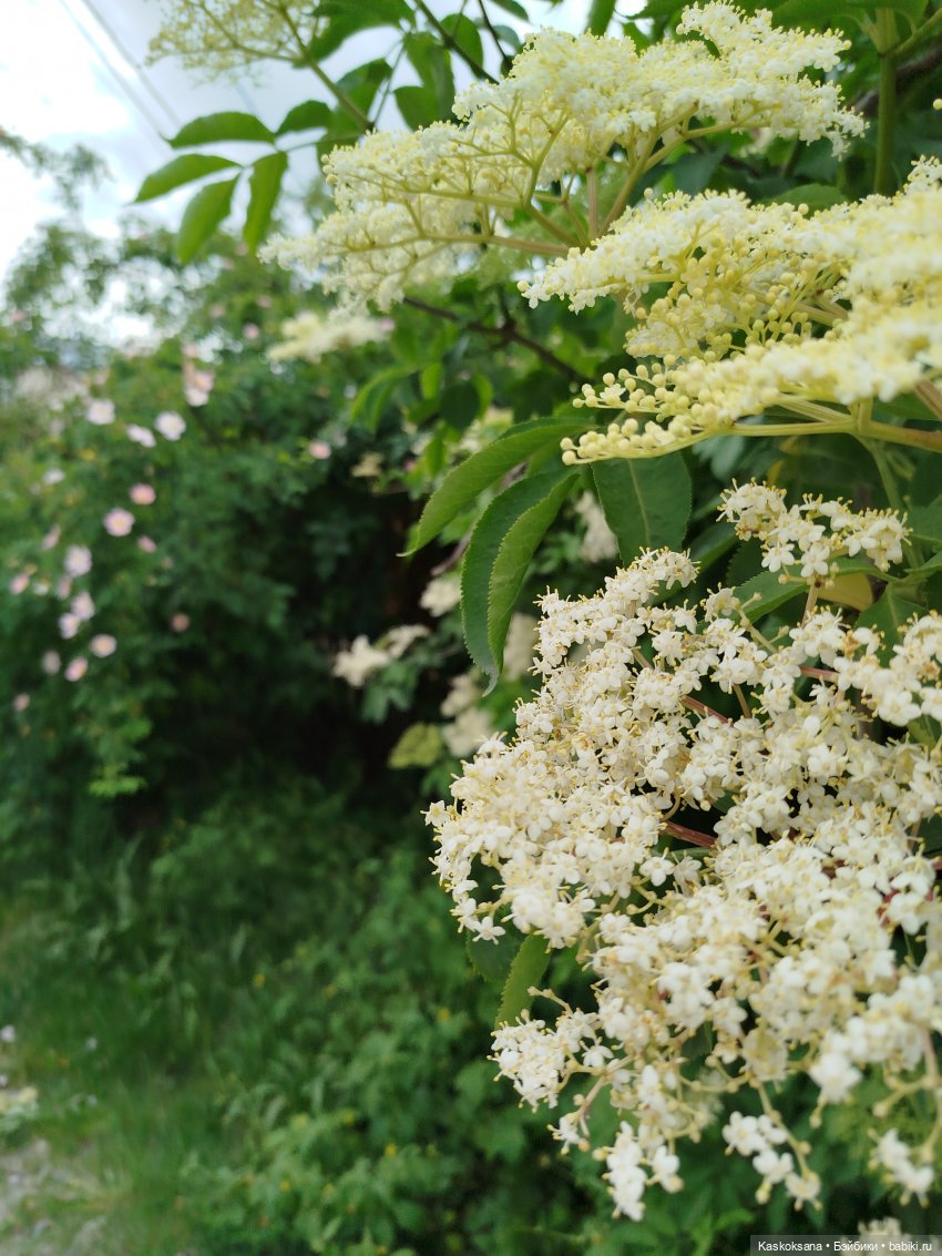 Врата Лета: праздник всех волшебных. Анонс (фото 2)