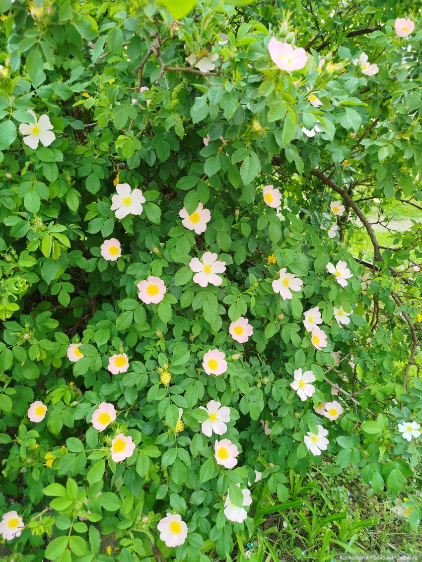 Врата Лета: праздник всех волшебных. Анонс