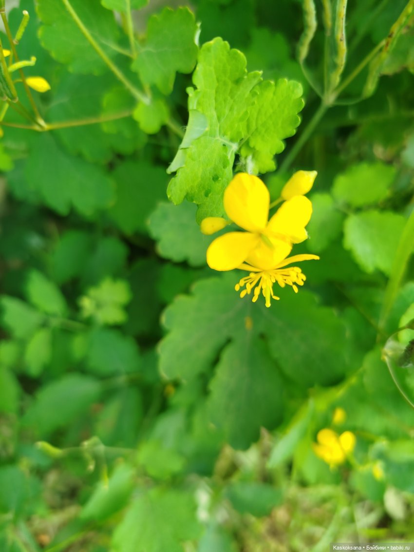 Врата Лета: праздник всех волшебных. Анонс (фото 10)
