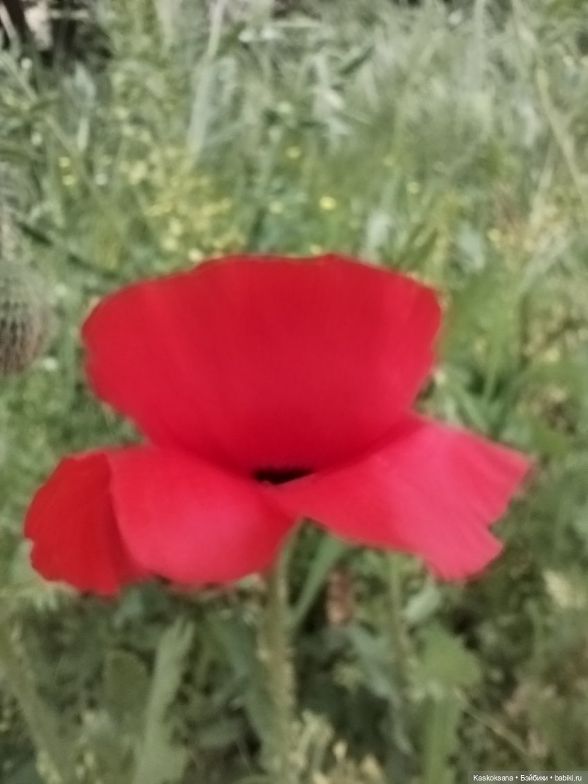 Врата Лета: праздник всех волшебных. Анонс