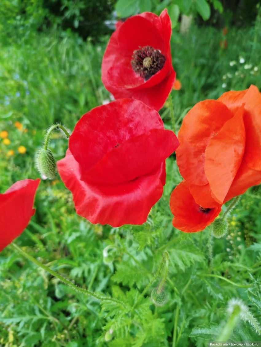 Открываем Врата Лета — Кукольные фестивали и конкурсы: праздники (фото 9)