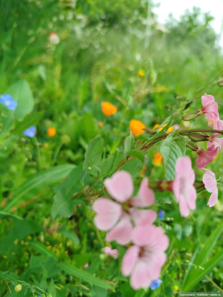 Открываем Врата Лета — Кукольные фестивали и конкурсы: праздники (фото 5)