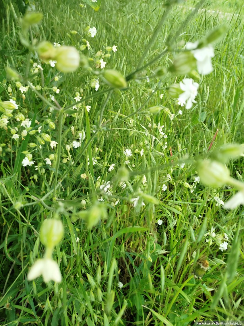 Открываем Врата Лета — Кукольные фестивали и конкурсы: праздники