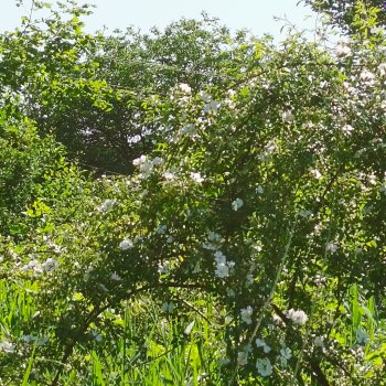 Напоминалка: Врата Лета